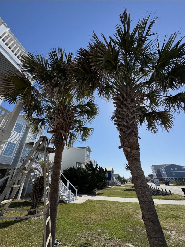 Palm tree trimming service in Oak Island, North Carolina